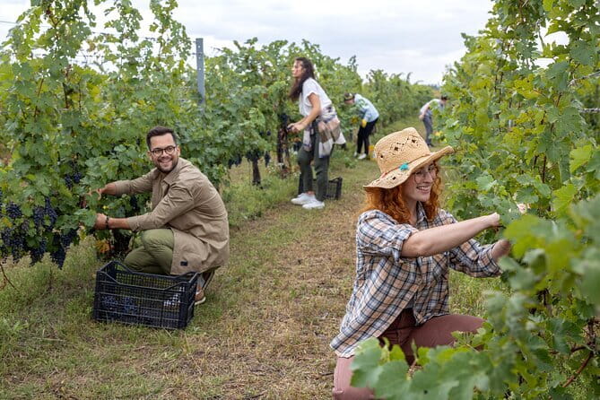 4 Wines & 2 Olive Oils Tasting in Chianti Winery with Tour - The optional vineyard walk