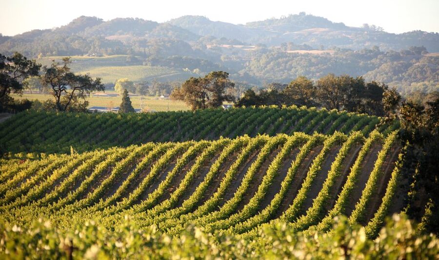 Afternoon: Tour Soap, Olive Oil, Wine Stories of Peza Valley - Key points at a glance
