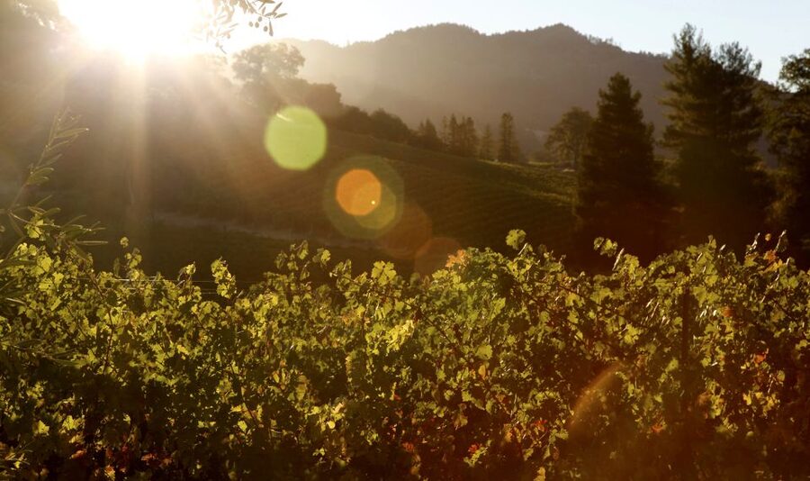 Afternoon: Tour Soap, Olive Oil, Wine Stories of Peza Valley - From Heraklion to the olive groves of Peza Valley