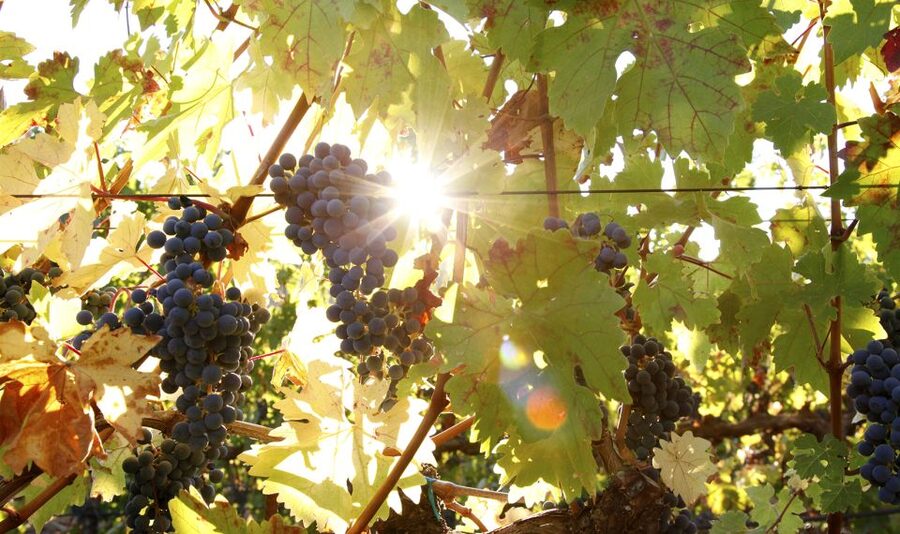 Afternoon: Tour Soap, Olive Oil, Wine Stories of Peza Valley - What the $116 price covers