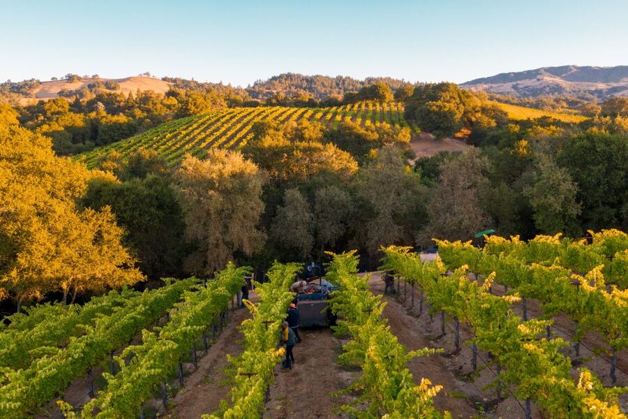 Afternoon: Tour Soap, Olive Oil, Wine Stories of Peza Valley - Should you book it?