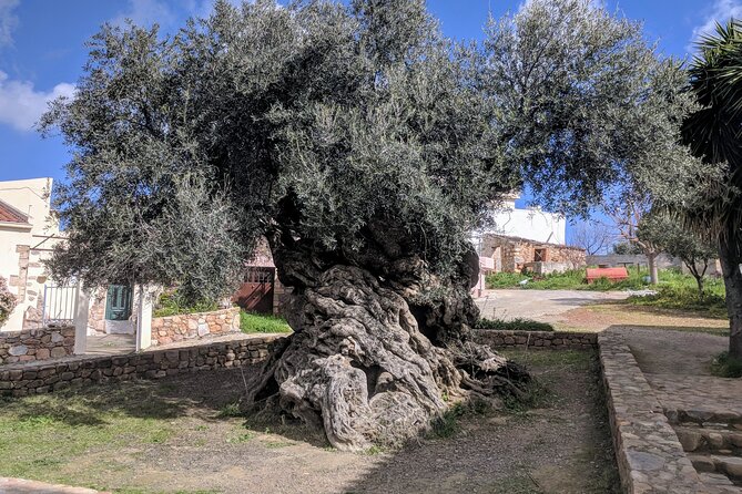 Afternoon Tour: Soap, Olive Oil & Wine Stories of Peza Village - Five things to know before booking