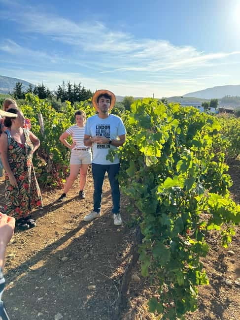 Alcamo: Natural Wine & Olive Oil Tasting - Sicily - What the hosting adds to the visit