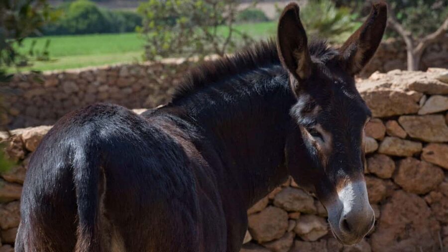Alghero: Olive Grove Visit with Olive Oil Tasting - Languages, accessibility, and comfort