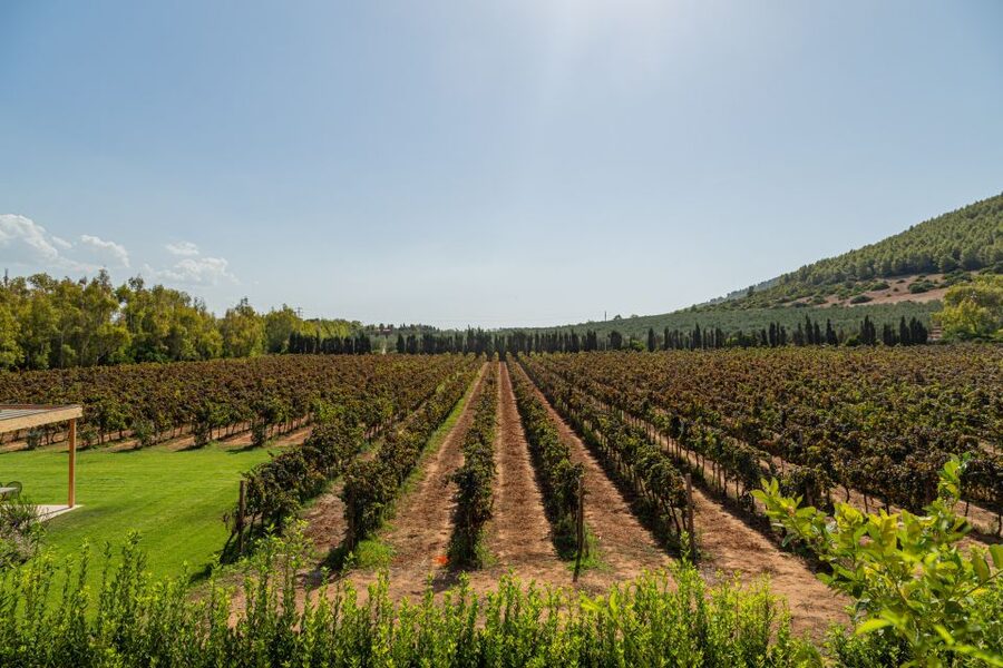 Alghero: Wine and Olive Oil Tasting at a Local Farm - What makes the wine feel local