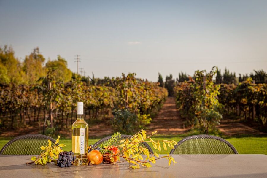 Alghero: Wine and Olive Oil Tasting at a Local Farm - Who should book this experience