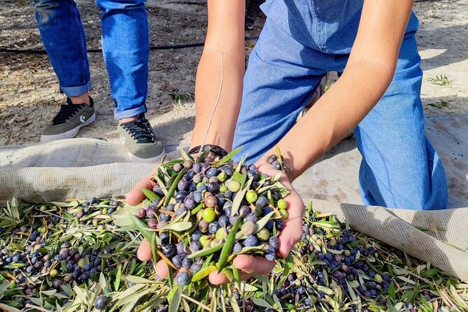 Alicante Olive Oil Tour - Key points about the Alicante olive oil tour