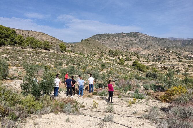 Alicante Olive Oil Tour - A picnic under the trees or beside the main house