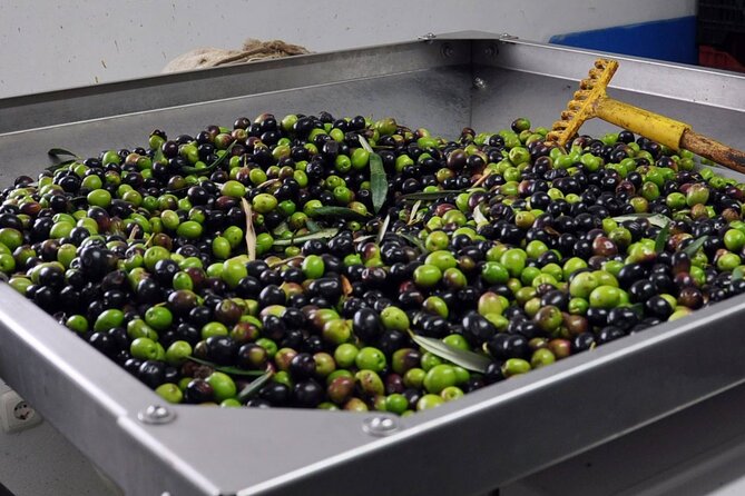 Alicante Olive Oil Tour - Why the small group changes the experience