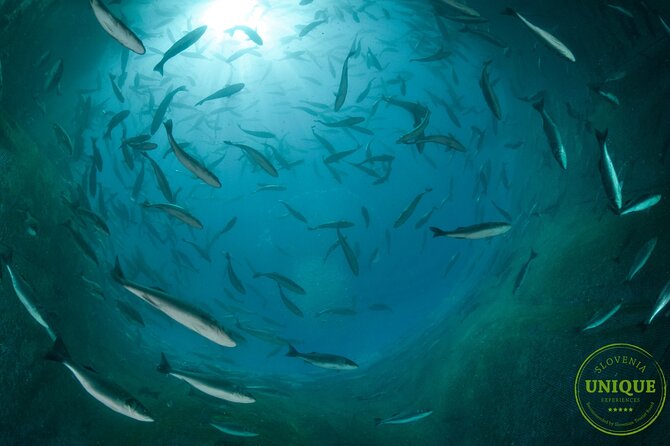 An Unforgettable Day With Fish, Wine and Olive Oil Tasting - Is $79.82 a fair price?