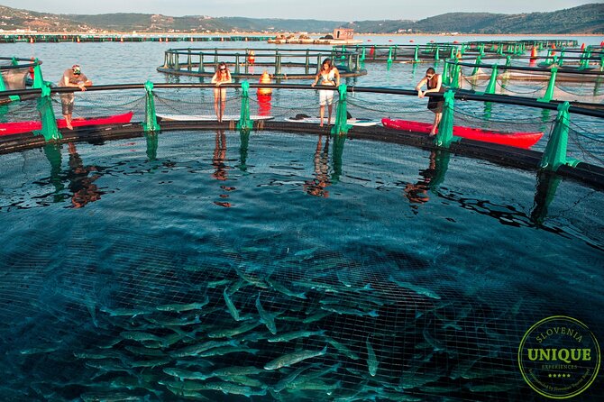 An Unforgettable Day With Fish, Wine and Olive Oil Tasting - Weather and cancellation rules