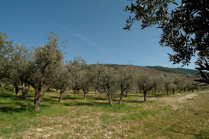 Apprentice Olive Oil taster for a day! - A table of wine, bruschetta, cheese, and salami