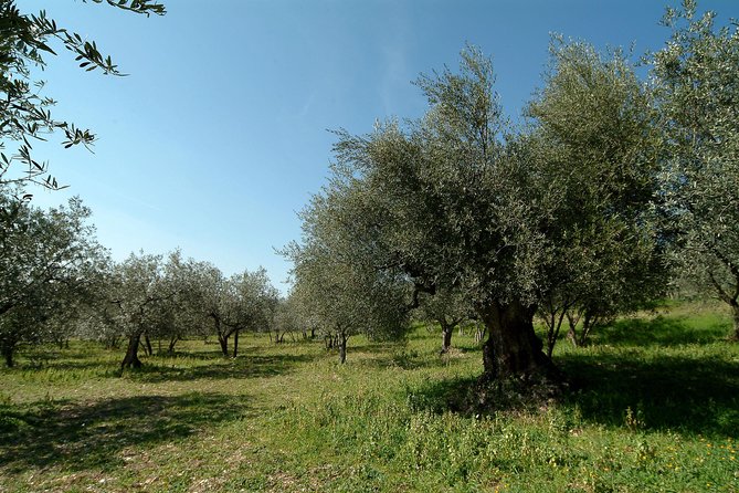 Apprentice Olive Oil taster for a day! - Walking among the organic olive groves