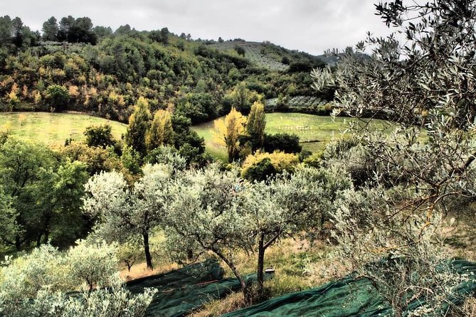 Assisi, Deruta & organic gourmet lunch at the olive oil farmhouse from SIENA - Who will enjoy this experience most