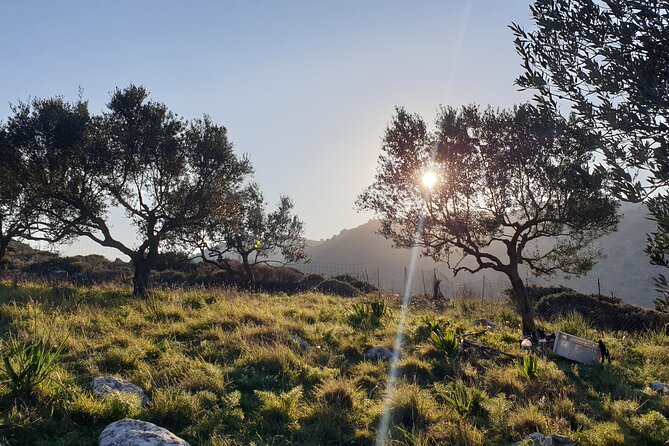 Authentic Olive Oil and Cultural Experience in Crete - Key Points to Know Before You Book