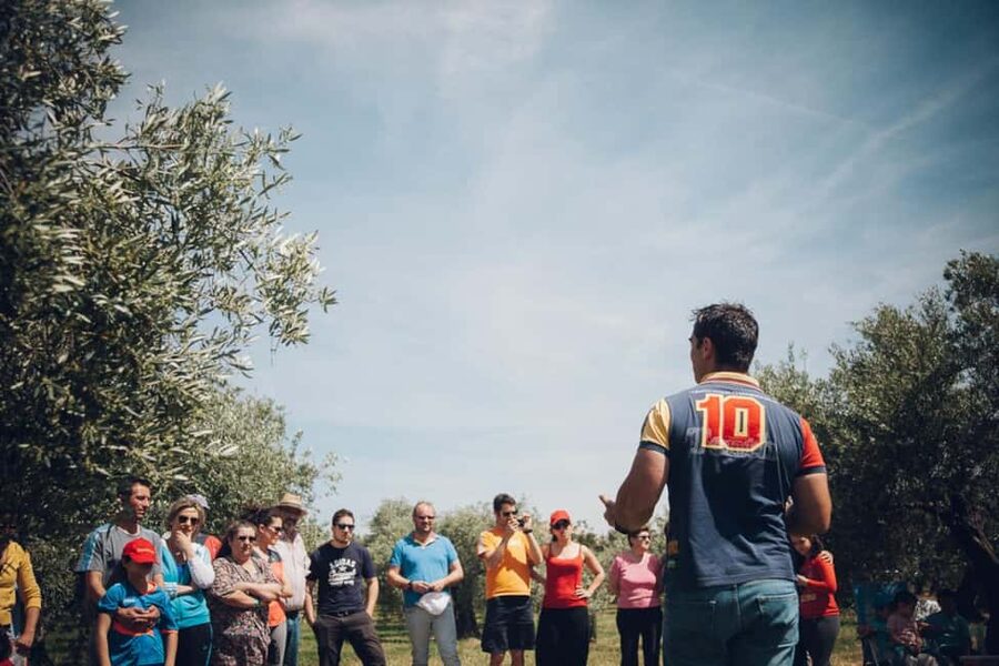 Baeza: Visit to an Organic Olive Grove + Oil Tasting - How much value do you get for $23?