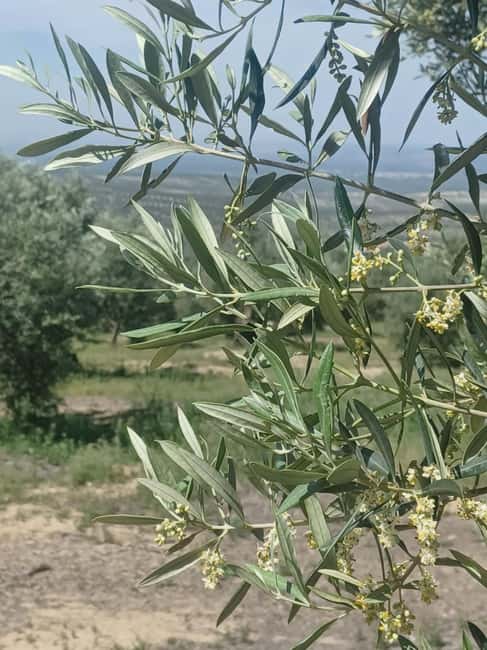 Baeza: Visit to an Organic Olive Grove + Oil Tasting - Who will enjoy this 90-minute visit most?