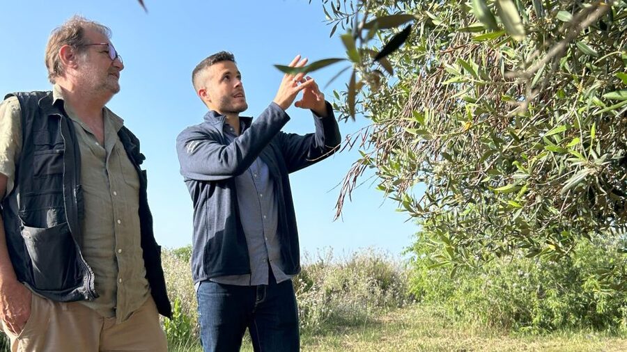 Balestrate: Olive Grove Tour with Wines & Olive Oil Tasting - Why this Balestrate experience is worth your time