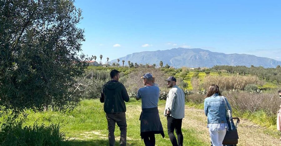 Balestrate: Olive Grove Tour with Wines & Olive Oil Tasting - Learning what makes extra virgin olive oil different