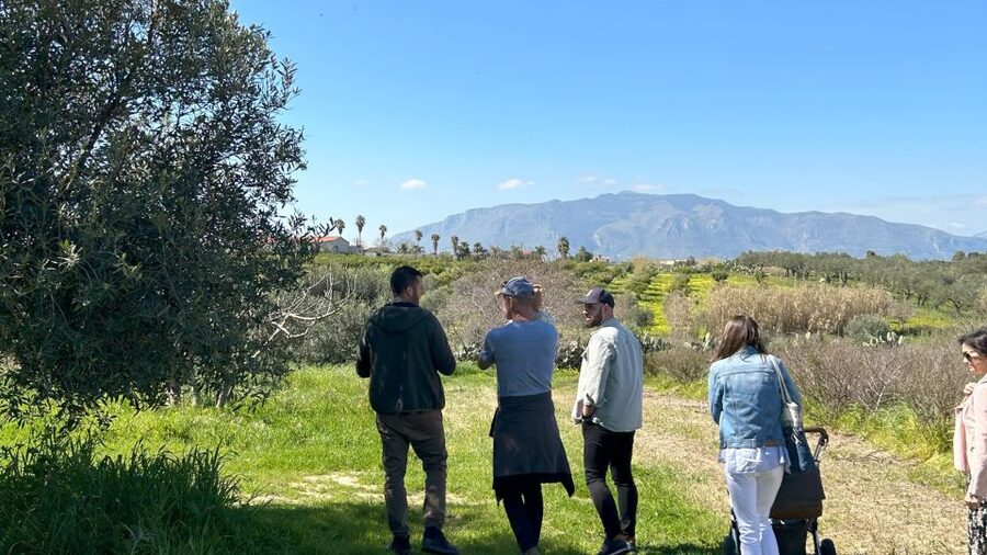 Balestrate: Olive Grove Tour with Wines & Olive Oil Tasting - The 45-minute walk through the olive grove