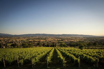 Balsamic Vinegar, Olive oil and Organic Winery Tour in Assisi with tasting