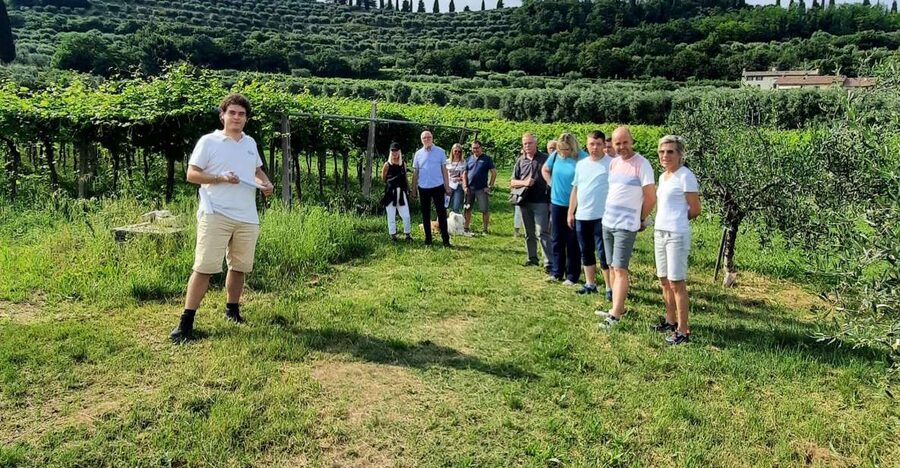 Bardolino: Vineyard Tour with Wine, Olive Oil & Food Tasting - The short walk through vines and olive trees