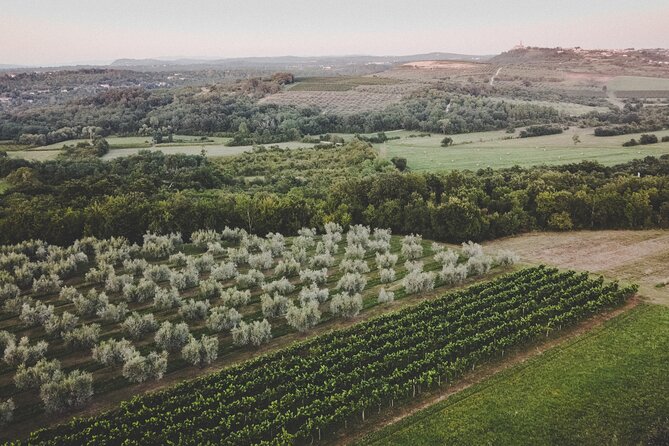 Buje: Authentic Istrian family farm, guided walk, foods & wine - Learning to taste extra virgin olive oil