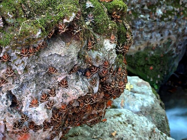 Butterfly Valley & Wine, Olive Oil, Honey Tasting Tour (Small Group) - Key points at a glance