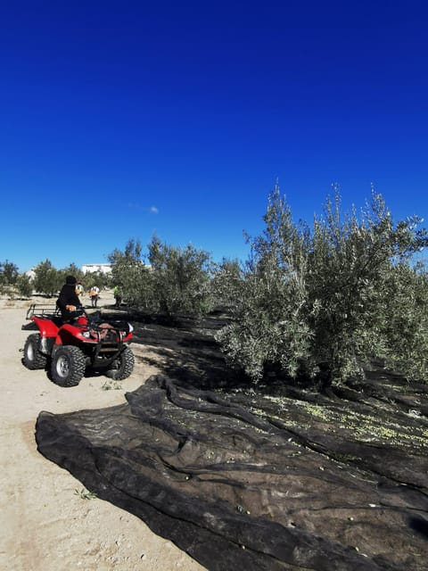 Cazorla: Oleotour - Olive Oil Culture Initiation - Is $23 per person a fair price?