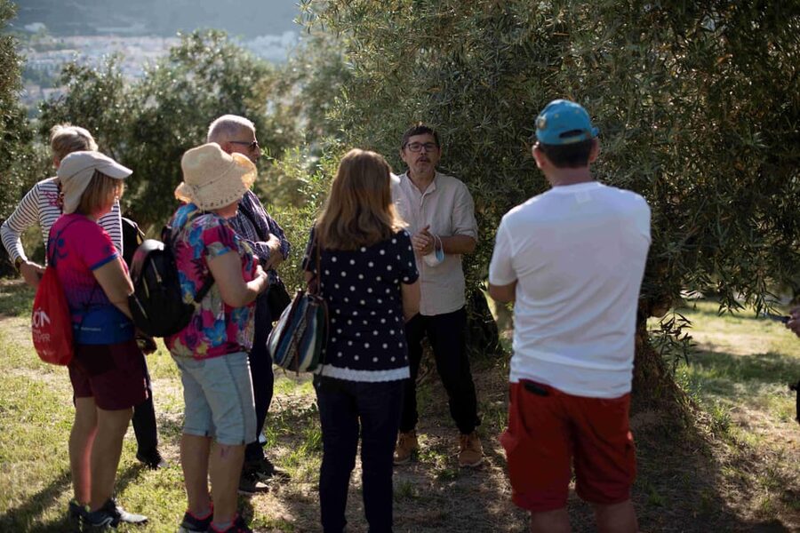 Cazorla: Olive grove and mill tour - Walking among Cazorla’s old olive trees