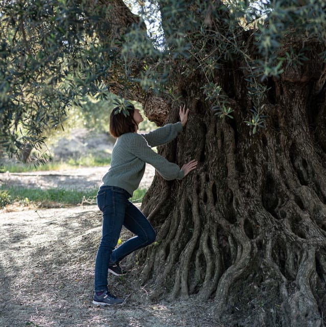 Cazorla: Olive grove and mill tour - Who should book this Cazorla olive-oil tour?