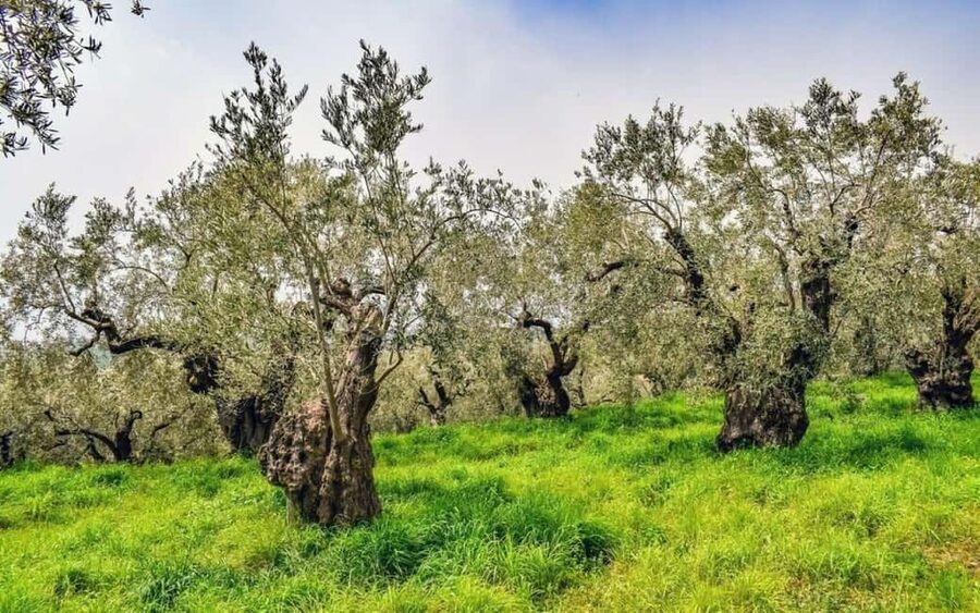 Chania: Authentic Crete Villages Tour & Olive Oil Tasting - What the five-hour schedule means