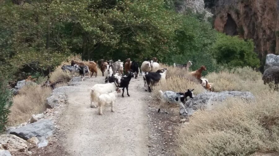 Chania: Milia Mountain Tour w/Lunch Olive Oil/Wine Tastings - Milia Mountain Retreat and the best meal of the day