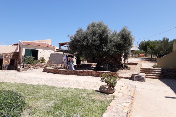 Chania Old Town - Millennial Olive Tree - Olive Oil Mill - Biolea Olive Oil Mill, where tradition meets modern equipment