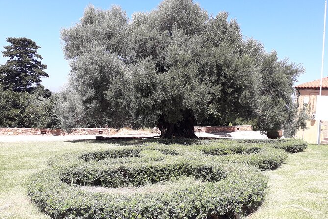 Chania Old Town - Millennial Olive Tree - Olive Oil Mill - Who will enjoy this experience most
