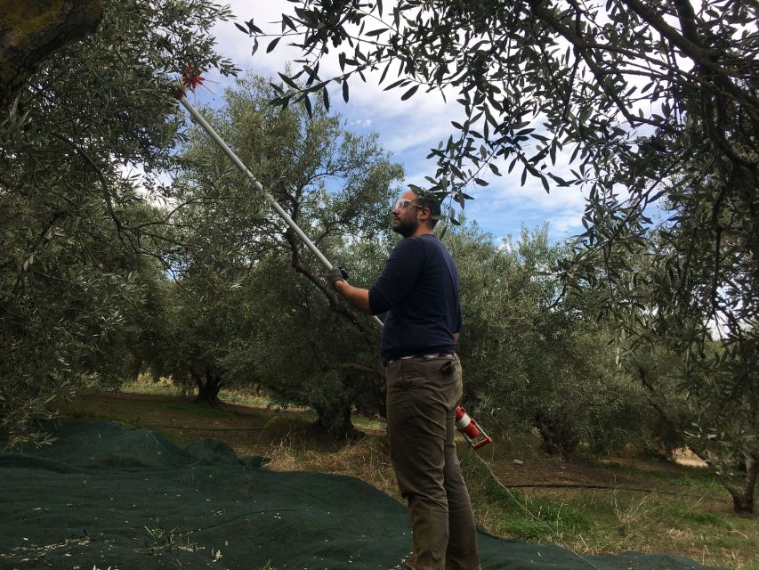 Chania Private Olive Oil Tour: Oil Tasting & Villages Tour - What the private format adds