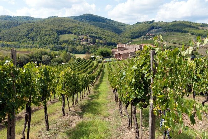 Chianti from Florence:PRIVATE Wine, Olive Oil Tasting in the Tuscan countryside - Key points at a glance