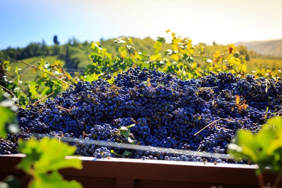 Chianti: Wine and Olive Oil Tasting with Cellar Tour - The small 18th-century cellar