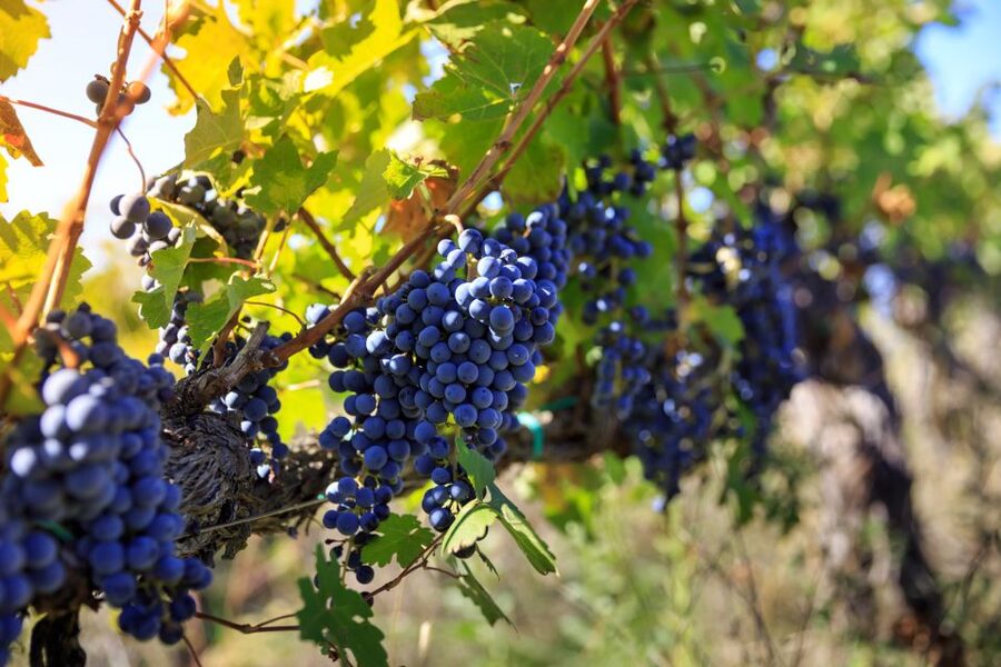 Chianti: Wine and Olive Oil Tasting with Cellar Tour - Who will enjoy this experience most?