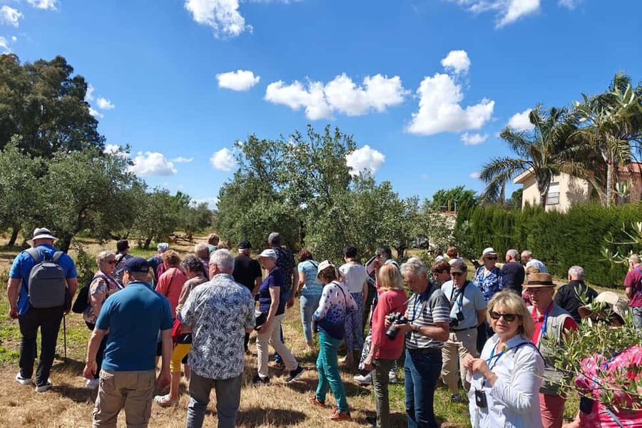Córdoba: Visit a family organic olive grove with tasting - Learning to taste extra virgin olive oil properly