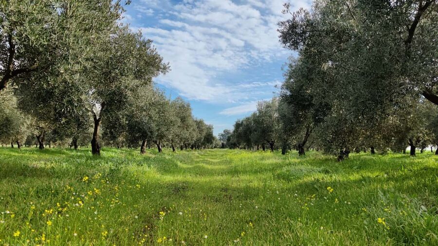 Córdoba: Visit a family organic olive grove with tasting - Why the $29 price offers solid value