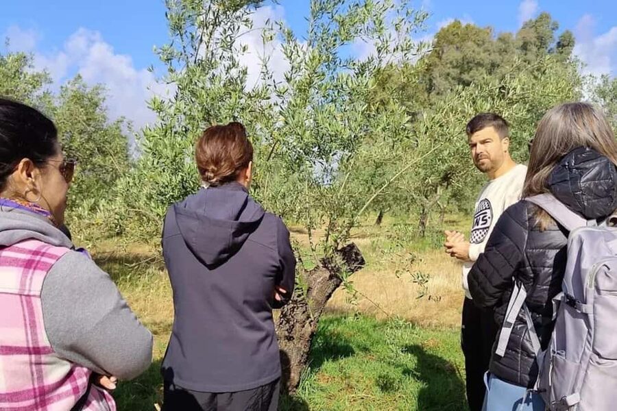 Córdoba: Visit a family organic olive grove with tasting - Walking among the trees and learning how organic farming works
