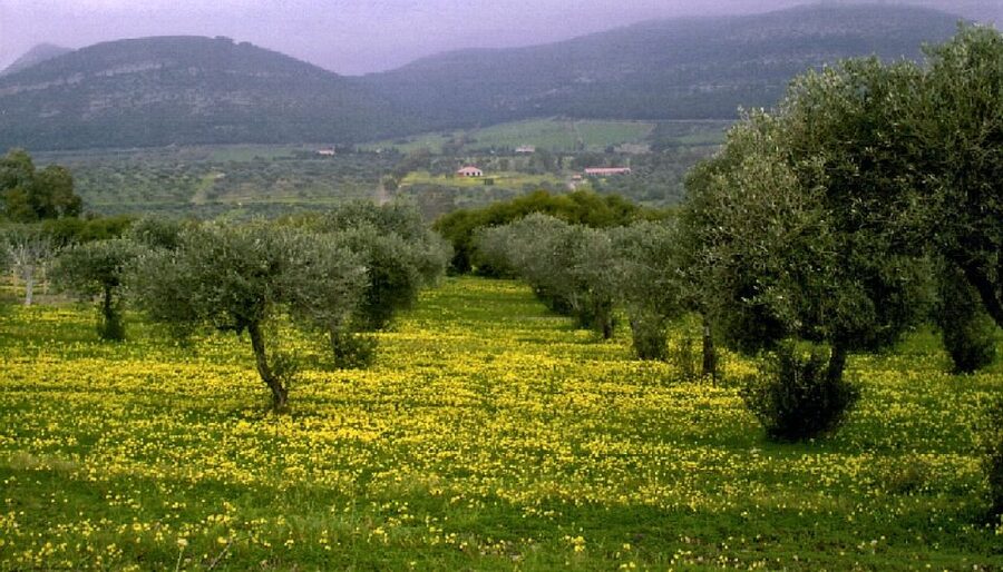 Corfu: Hiking in Olive Groves,Village,Sunset,with Swim Stop - Who should book this hike?