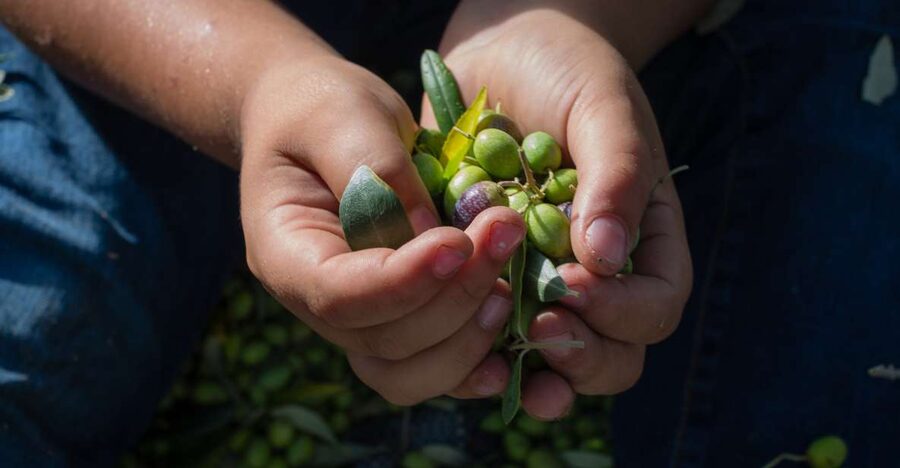 Corfu: Organic Olive Oil Farm Tour with Transfer and Tasting - Final verdict: book it for the farm, not just the oil