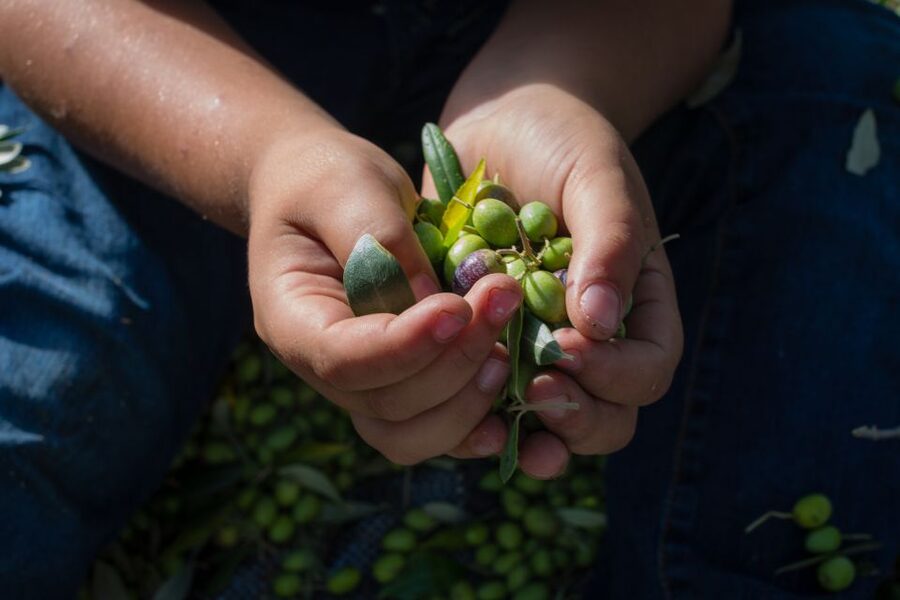 Corfu: Organic Olive Oil Farm Tour with Transfer and Tasting - Leaving Corfu Town for a family farm