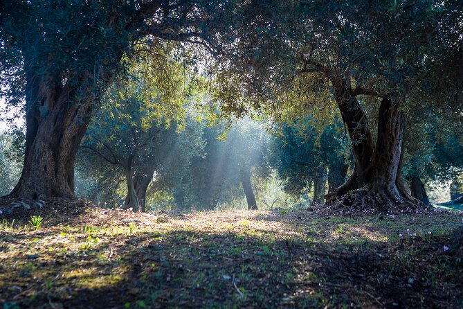 Corfu Organic Olive Oil Tasting at Family Farm - Why this Corfu olive oil visit feels different