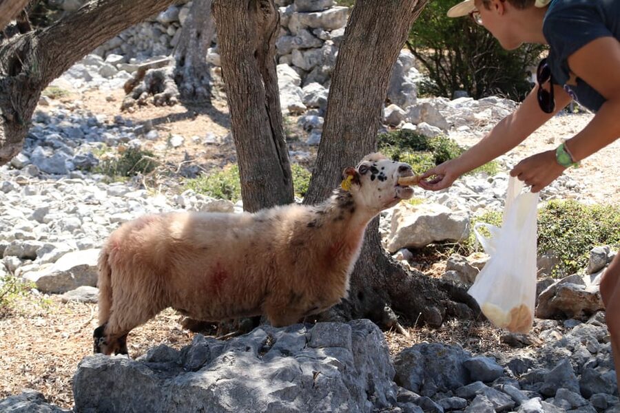 Cres: Olive Oil Walking Tour with Tastings - Why Cres Olive Oil Deserves Your Attention