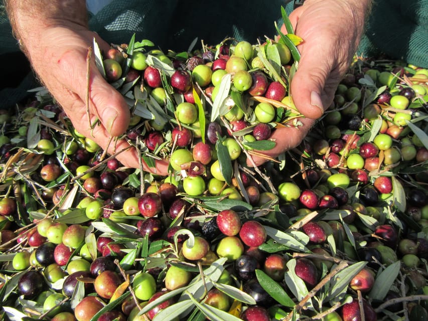 Cres: Olive Oil Walking Tour with Tastings - Dunja’s Role in the Experience