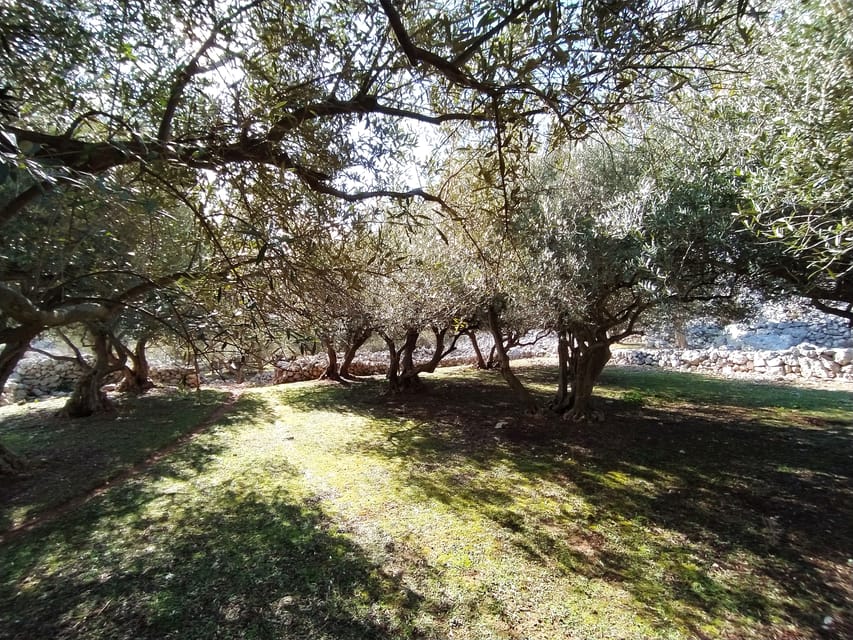 Cres: Olive Oil Walking Tour with Tastings - Is the $47 Price Good Value?