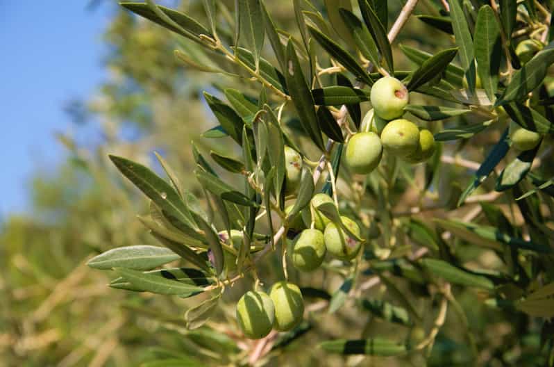 Cres: Olive Oil Walking Tour with Tastings - A Gentle Walk Through Cres Olive Groves